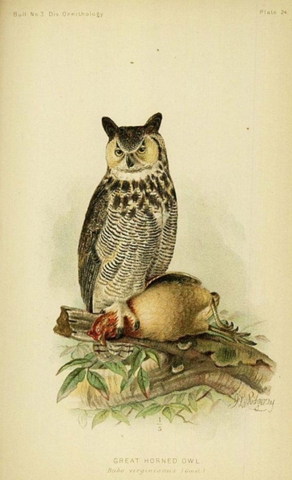 A. K. Fisher - The hawks and owls. 1893