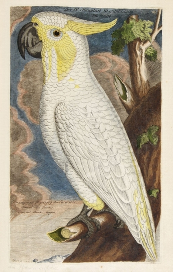 J. L. Frisch - Vorstellung der Vögel. 1740.