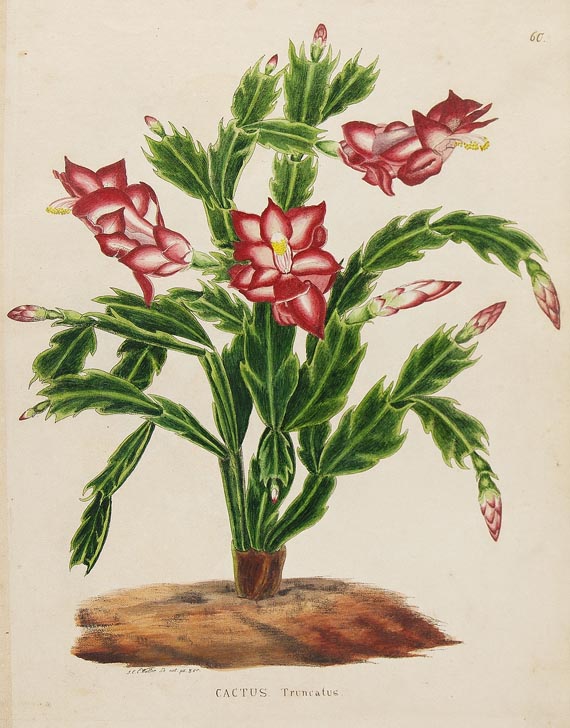 Johann Ernst Christian Walter - Flora. 1843.