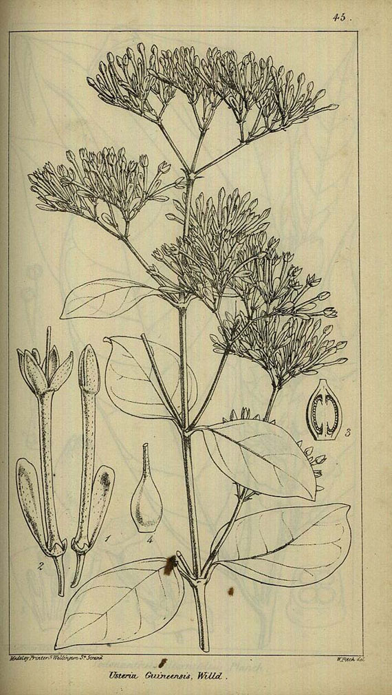 William Jackson Hooker - Niger flora. 1849