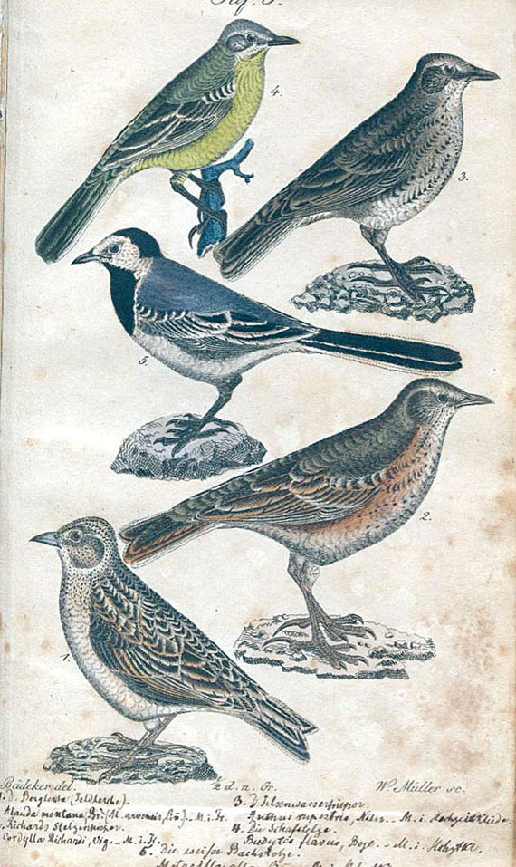 Christian Ludwig Brehm - Handbuch Vögel. 1832.