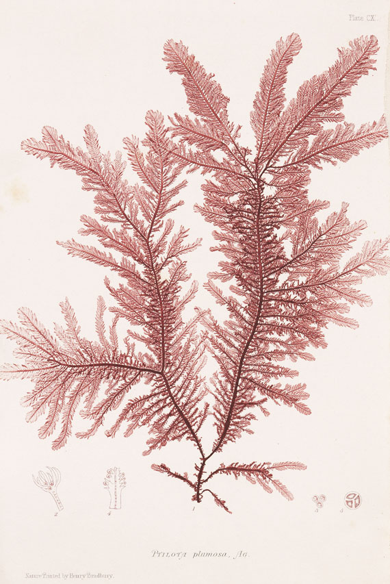 William Grosart Johnstone - Nature printed British sea-weeds. 4 Kassetten. 1859-60.