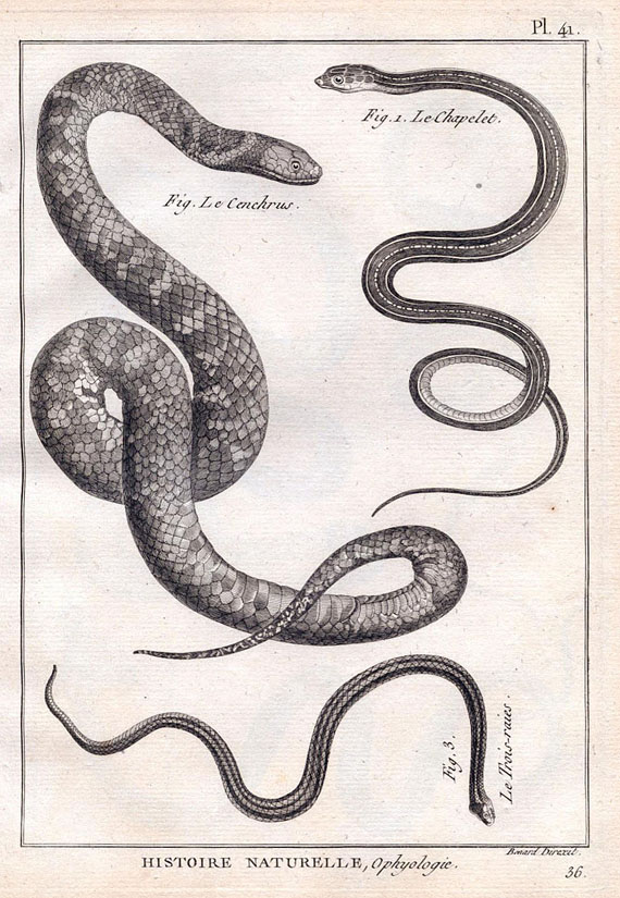 Joseph Pierre Bonnaterre - Tableau éncyclopédique. Ophiologie. 1789-90.