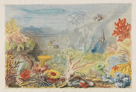 Ernst Haeckel - 1 Bl. Arabische Korallen, dazu 1 Bl. kl. Plan von Neapel