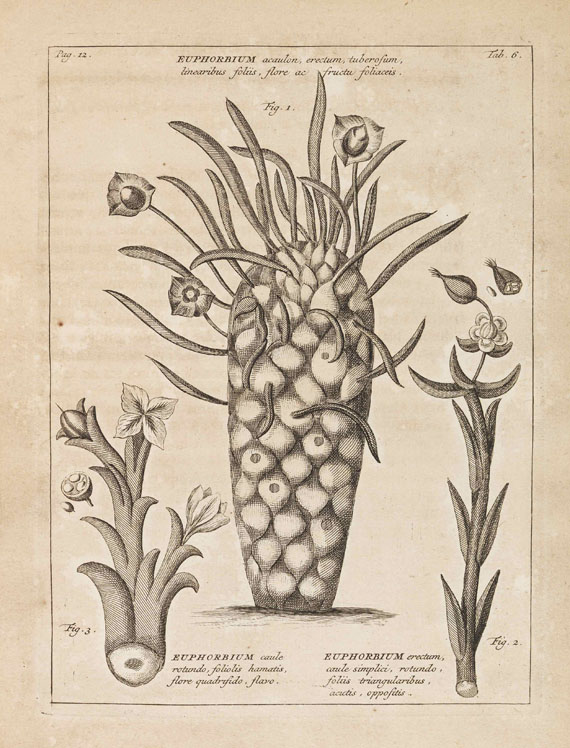 Johannes Burmann - Rariorum Africanarum Plantarum